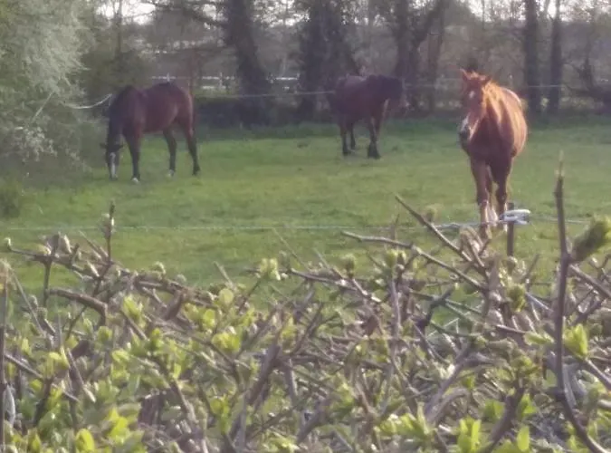 Alojamento de Acomodação e Pequeno-almoço De Rose - Le Refuge Des Parachutistes - En Bordure Du Marais Neuville-au-Plain